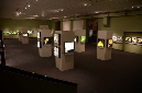 Wasp_exhibition__DSC3534